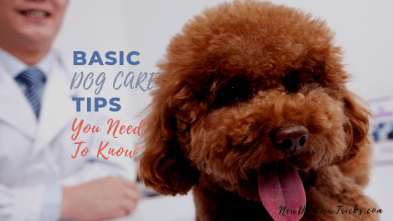 Basic Dog Care Tips You Need To Know (1) Basic Dog Care Tips You Need To Know (1)