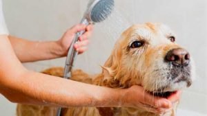 Dog being washed at home in the bath