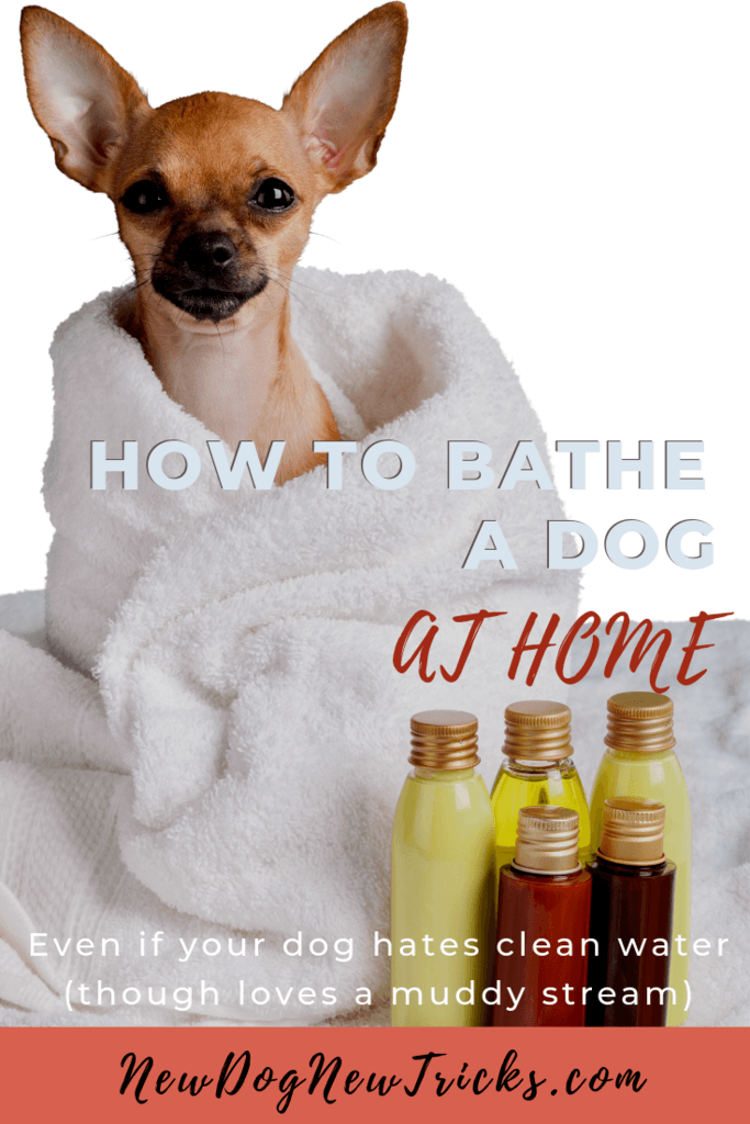 How to Bathe a Dog at Home