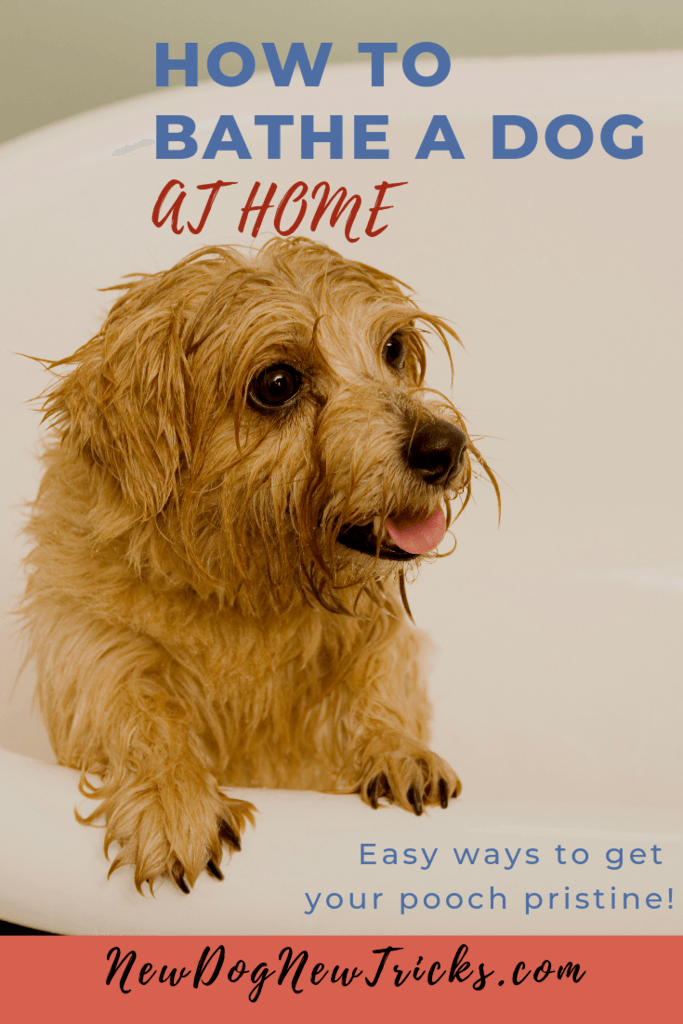 How to Bathe a Dog at Home P2