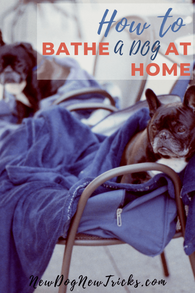 How to Bathe a Dog at Home P3