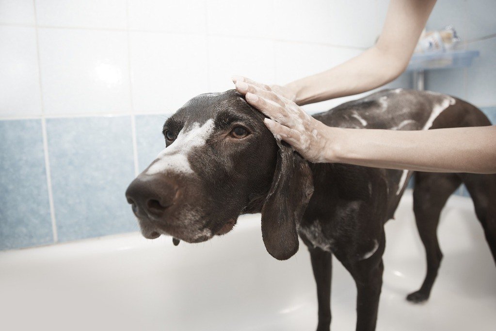 How to Bathe a Dog at Home