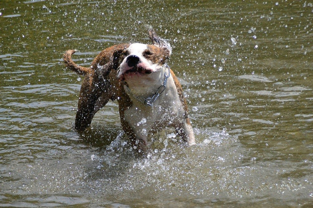 How to Bathe a Dog at Home - Head to Tail