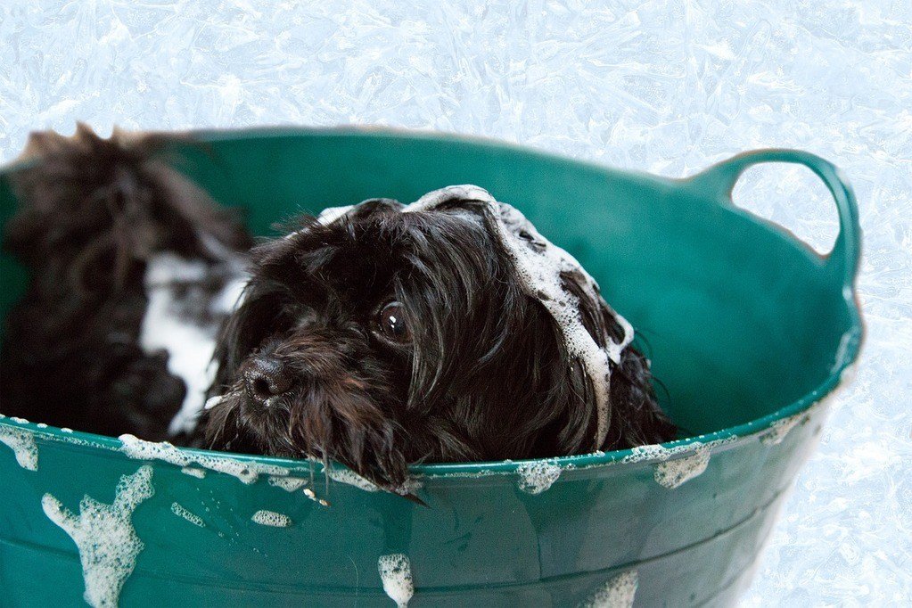 How to bathe a dog at home - What Is The Puppy First Bath Age