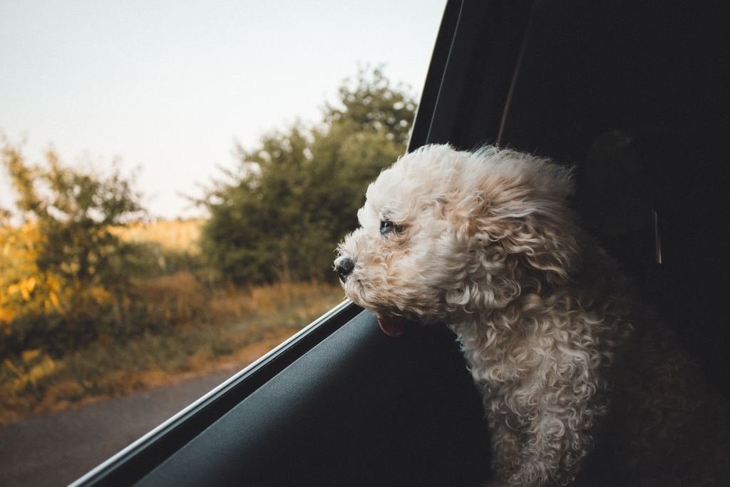 Many Dogs Love Going In The Car