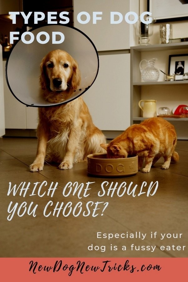 Types of Dog Food - Which One should You Choose_ P2