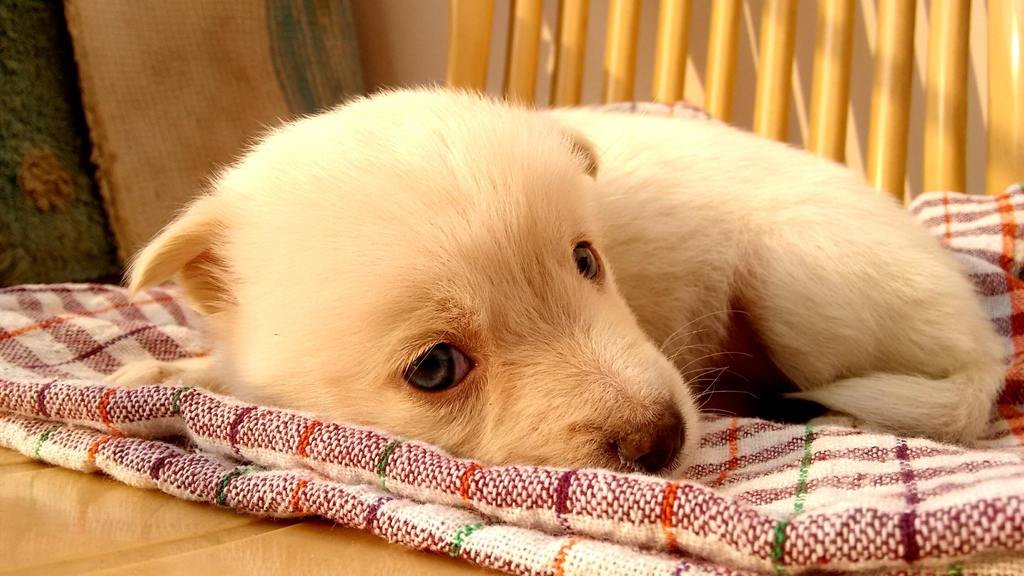 Puppy Care 101 Starts On The First Night cute puppy sleeping on a teatowel