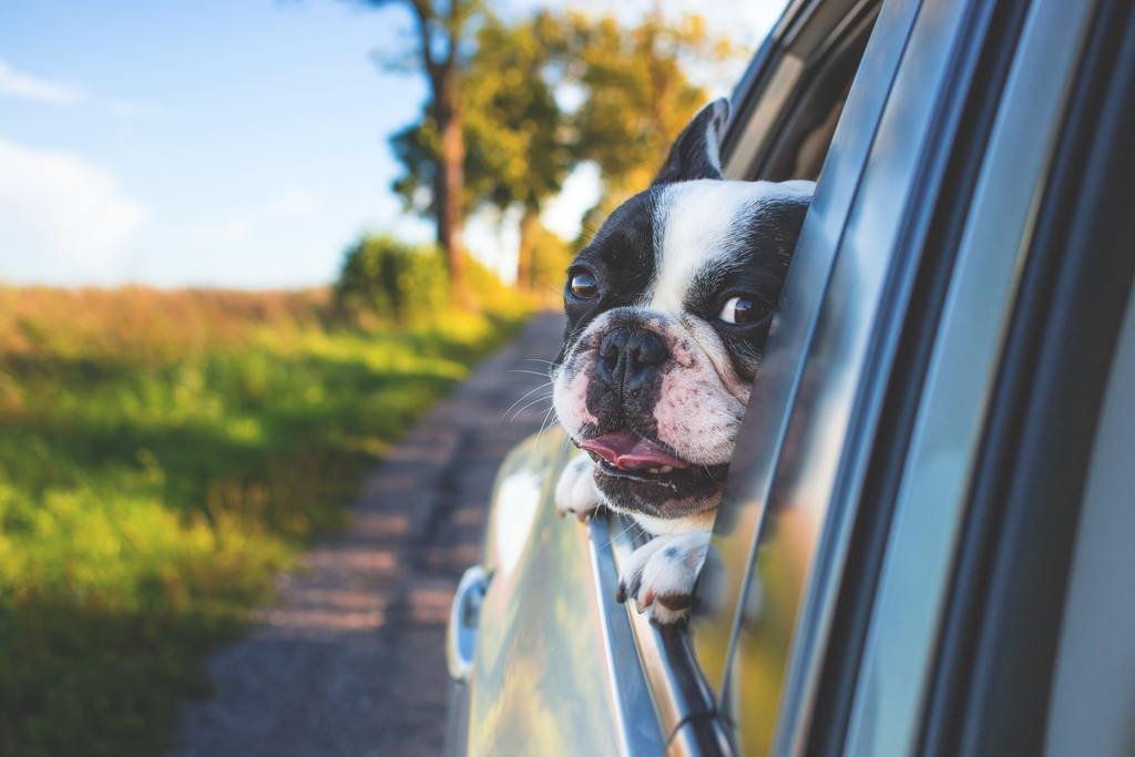 dogs love car trips