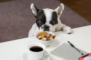 Types of Dog Food - Which One should You Choose?