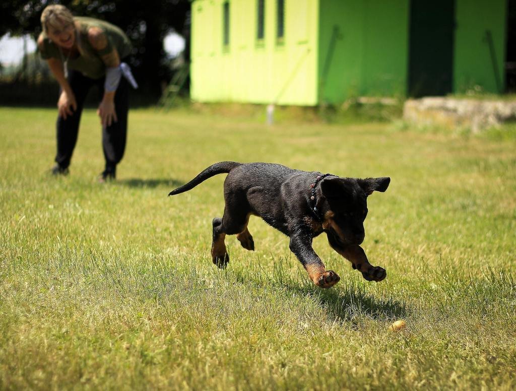 How to Potty Train a Puppy to Go Outside step 2