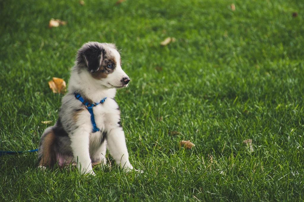 How to Potty Train a Puppy to Go Outside step 3