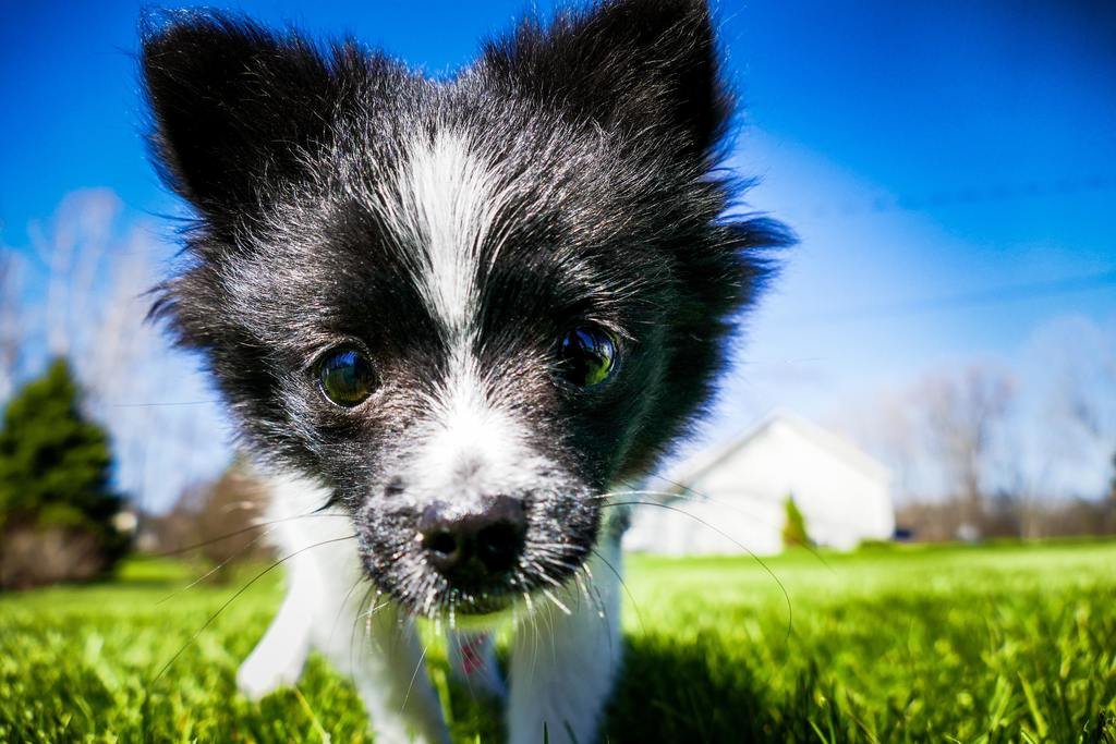 How to Potty Train a Puppy to Go Outside step 1