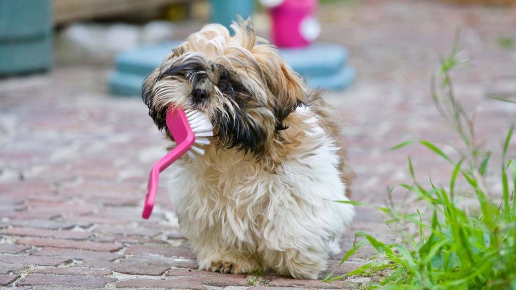 getting a dog for the first time - clean your dogs teeth