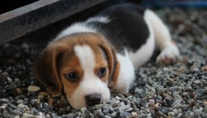 Getting a Dog For The First Time - Things To Consider