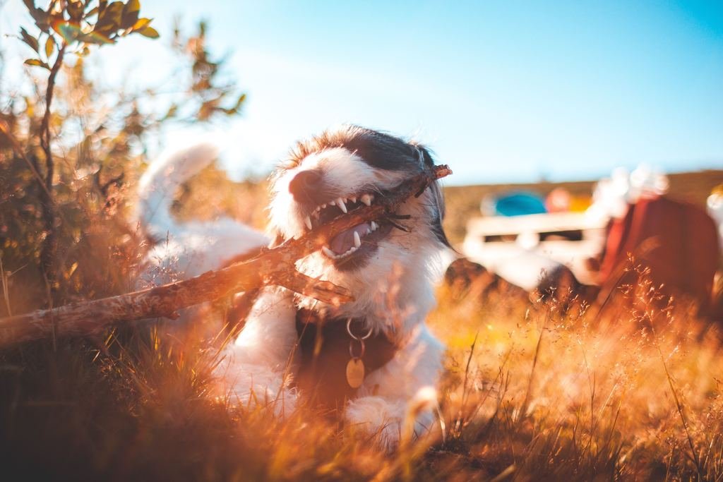 getting a dog for the first time - dogs chew who knew - dog chewing on stick in the long grass