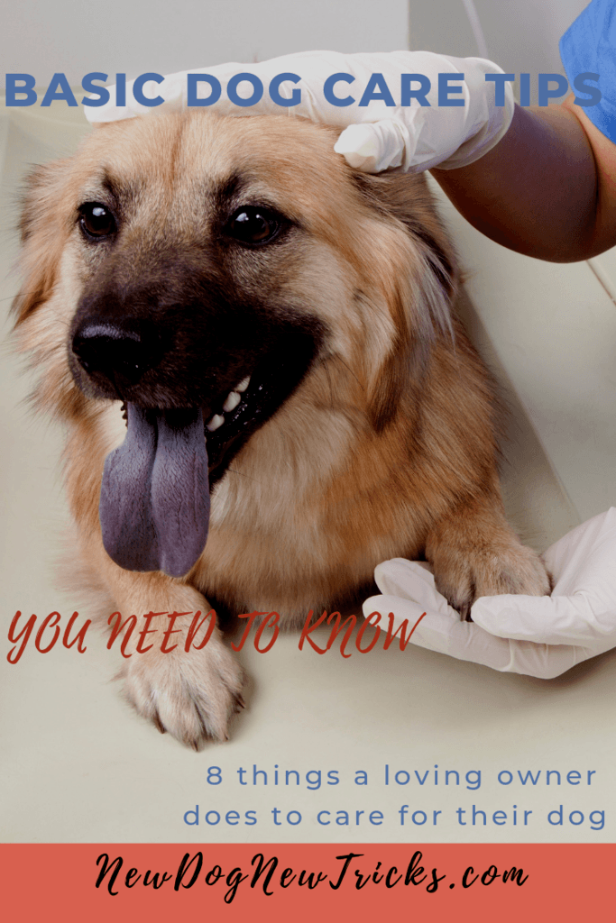 Basic Dog Care Tips You Need To Know P2