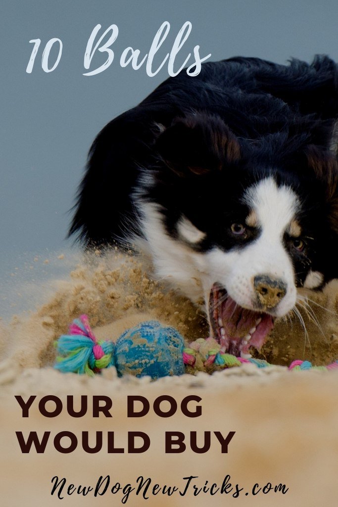 very happy dog with their ball