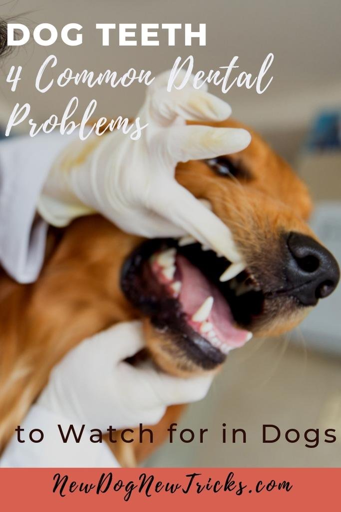 Dog Teeth - 4 Common Dental Problems to Watch for in Dogs (1)