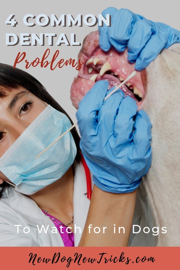 Dog Teeth - 4 Common Dental Problems to Watch for in Dogs