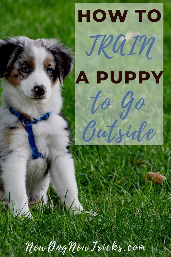 How to Potty Train a Puppy to Go Outside P3