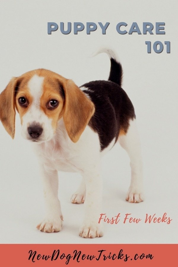 Puppy Care 101 - First Few Weeks P1