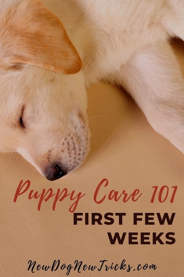 Puppy Care 101 - First Few Weeks P3