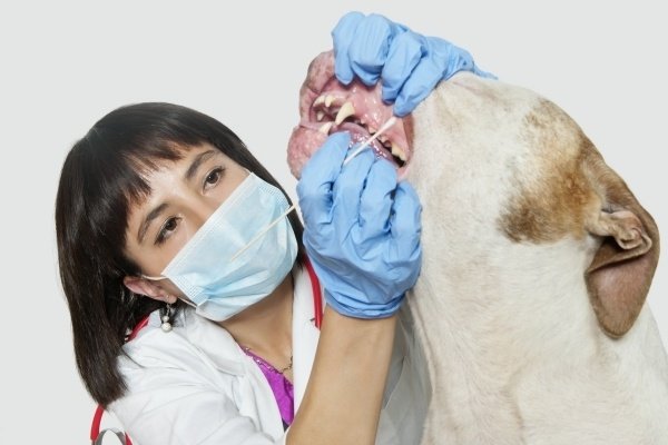 Vet inspecting Dog Teeth for 4 Common Dental Problems to Watch for in Dogs