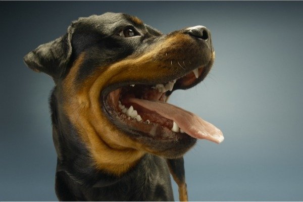 Dog Teeth - 4 Common Dental Problems to Watch for in Dogs - periodontal disease