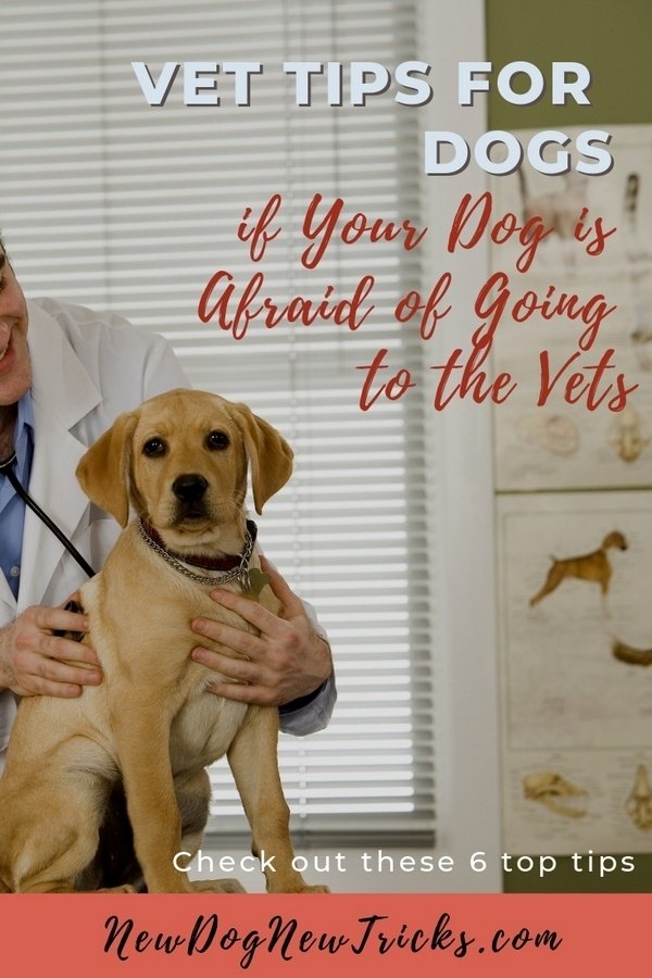 Vet Tips for Dogs if Your Dog is Afraid of Going to the Vets P1