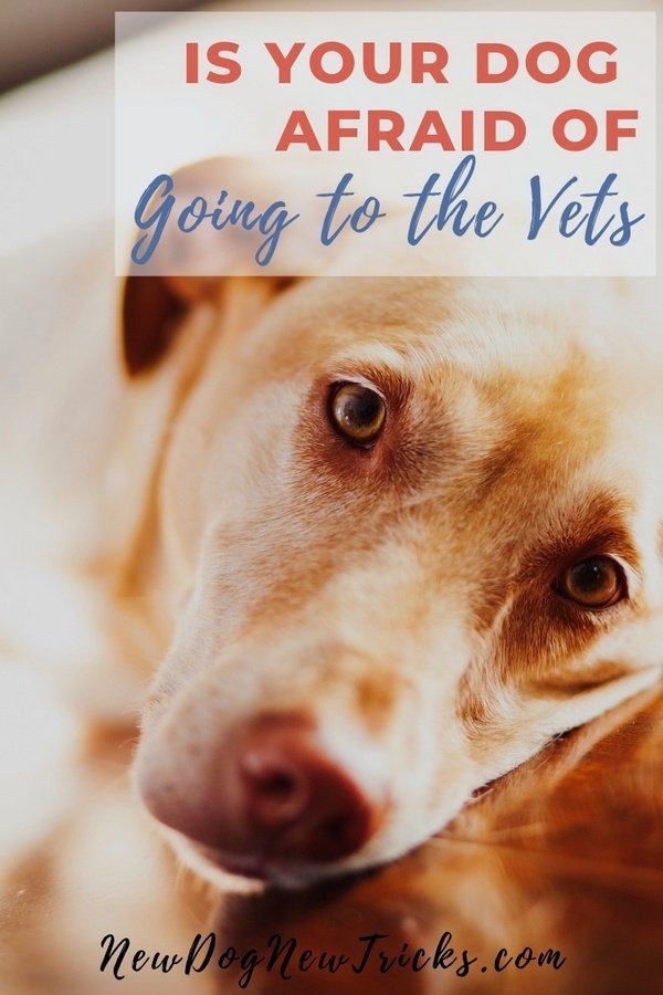 Vet Tips for Dogs if Your Dog is Afraid of Going to the Vets P3