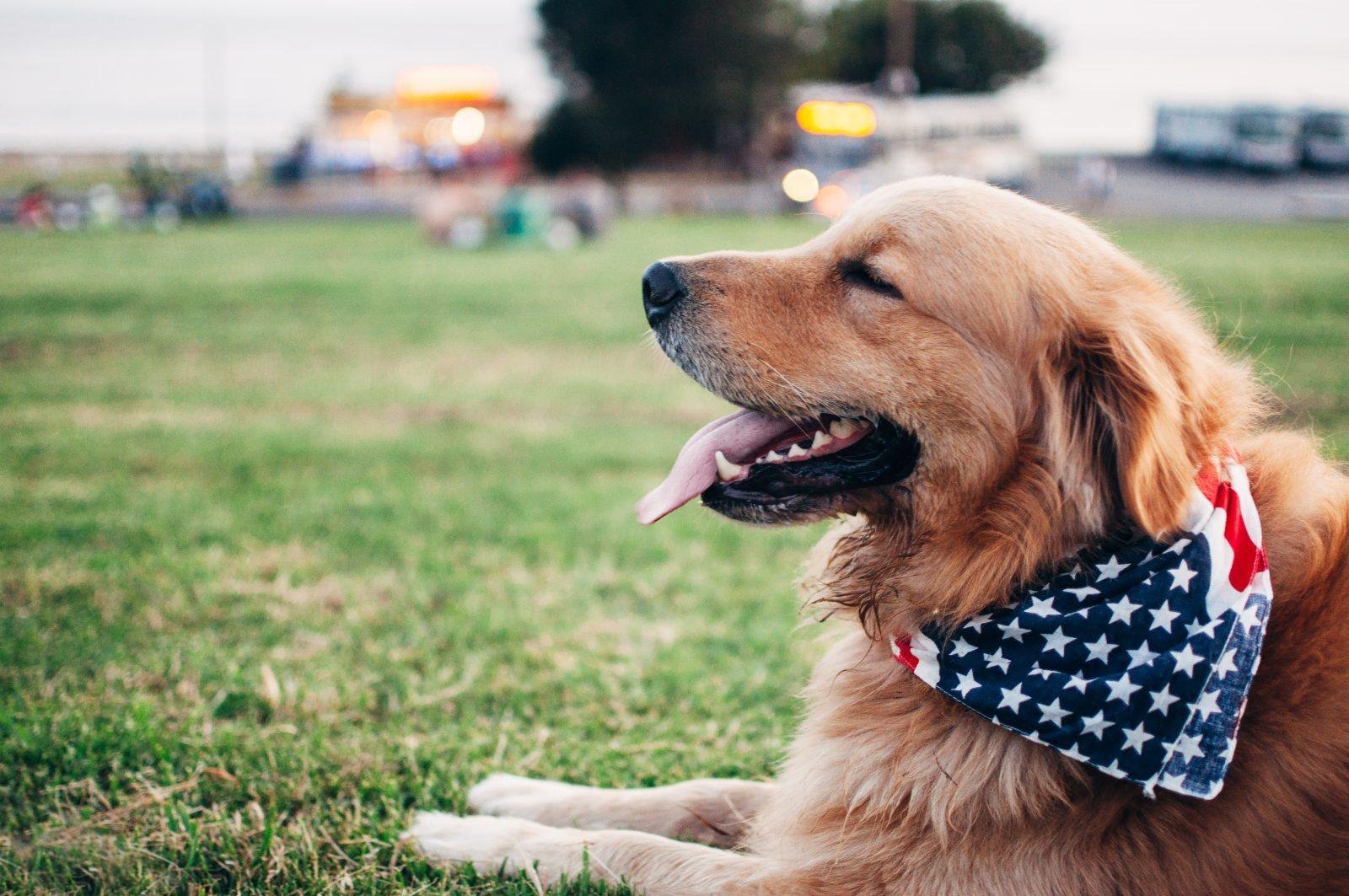 Advanced Training to Teach Your Dog His Name