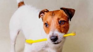 cute little dog showing his dog teeth with a dog toothbrush in his mouth