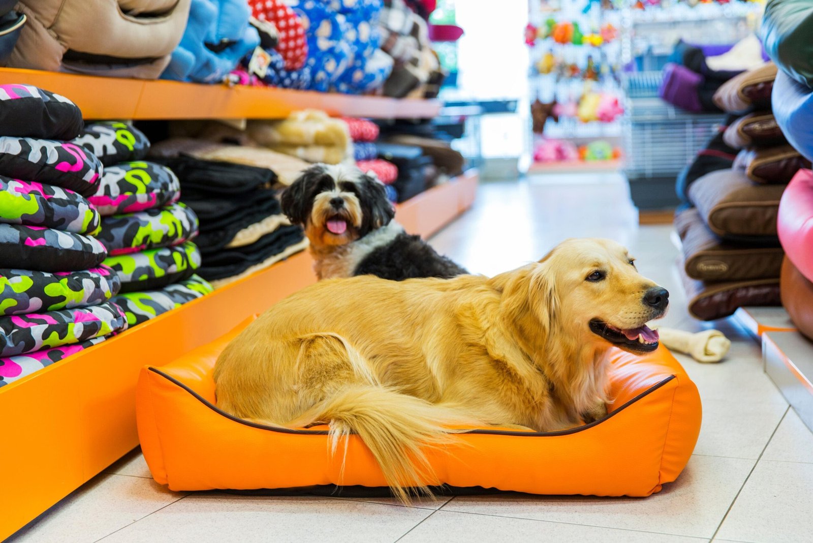 Where to Buy Quality Dog Beds