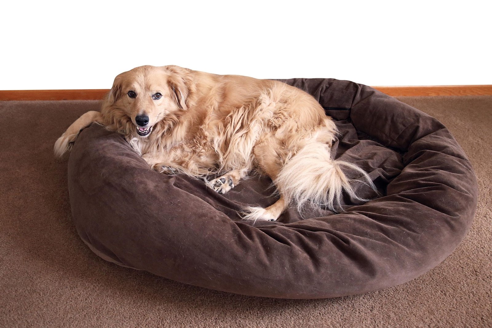 Perfect Dog Bed Size