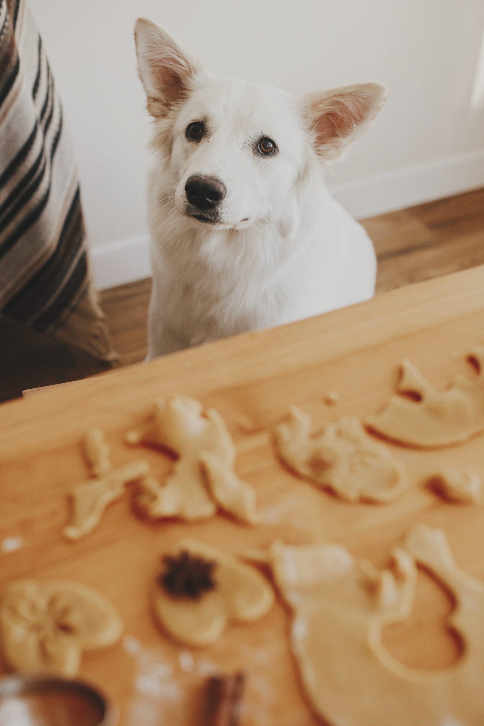 Air Fryers for Quick Dog Treats chicken