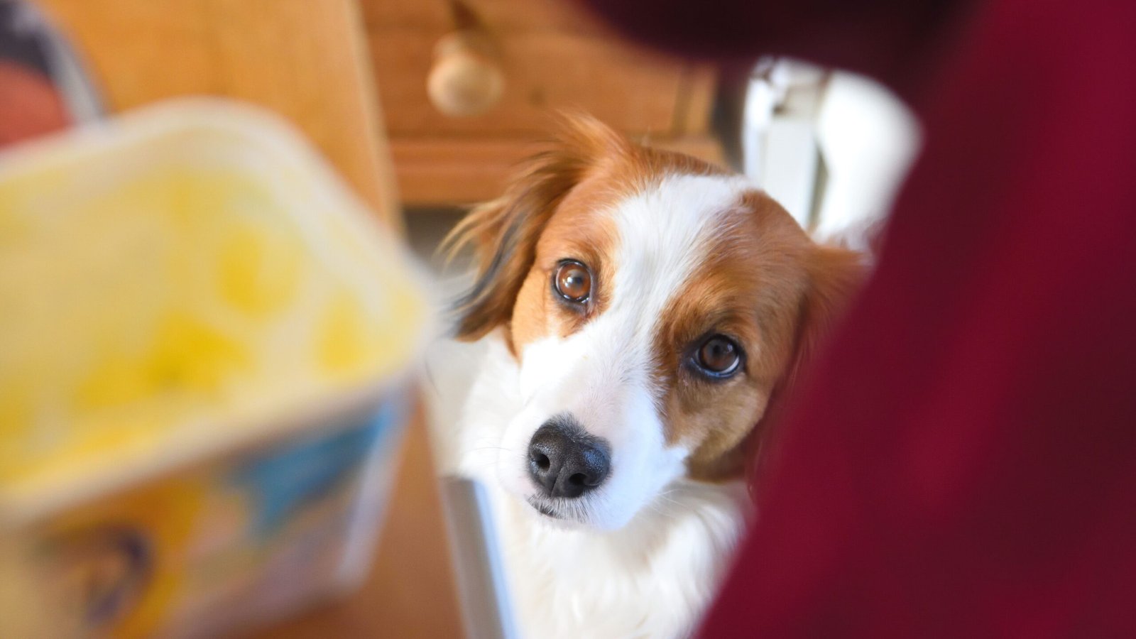 Air Fryers for Quick Dog Treats special