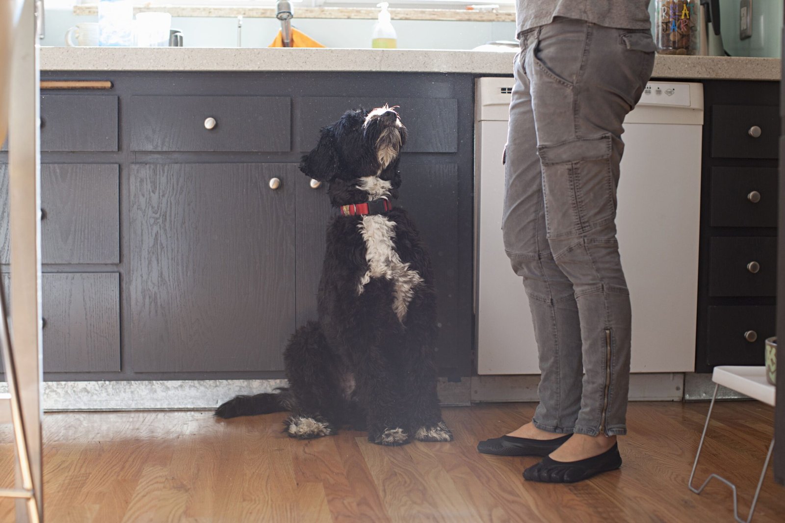 Air Fryers for Quick Dog Treats perfect