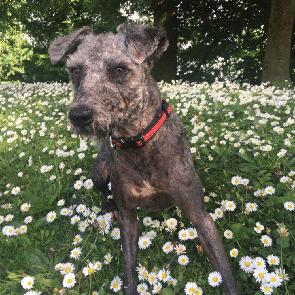bedlington terrier quirks