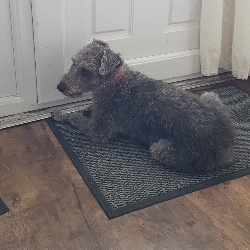 bedlington terrier quirks