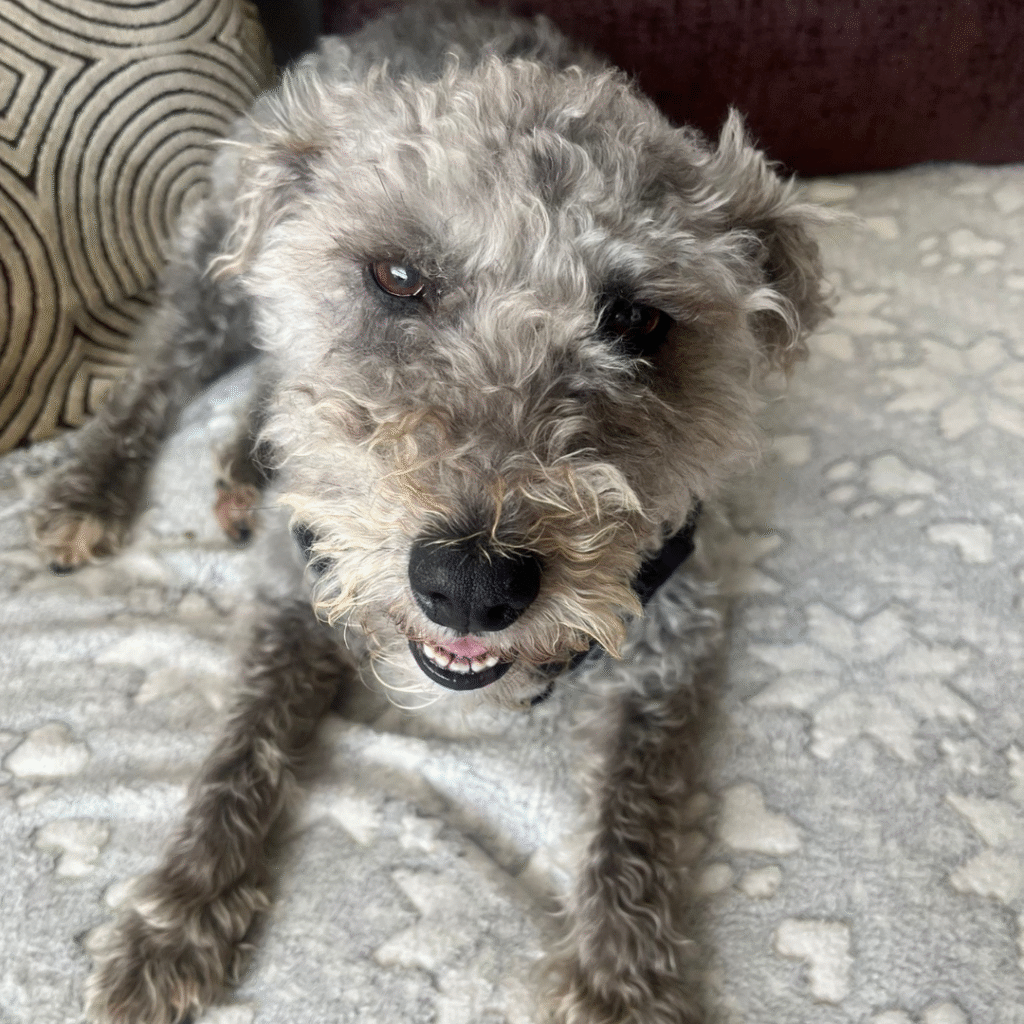 bedlington terrier quirks