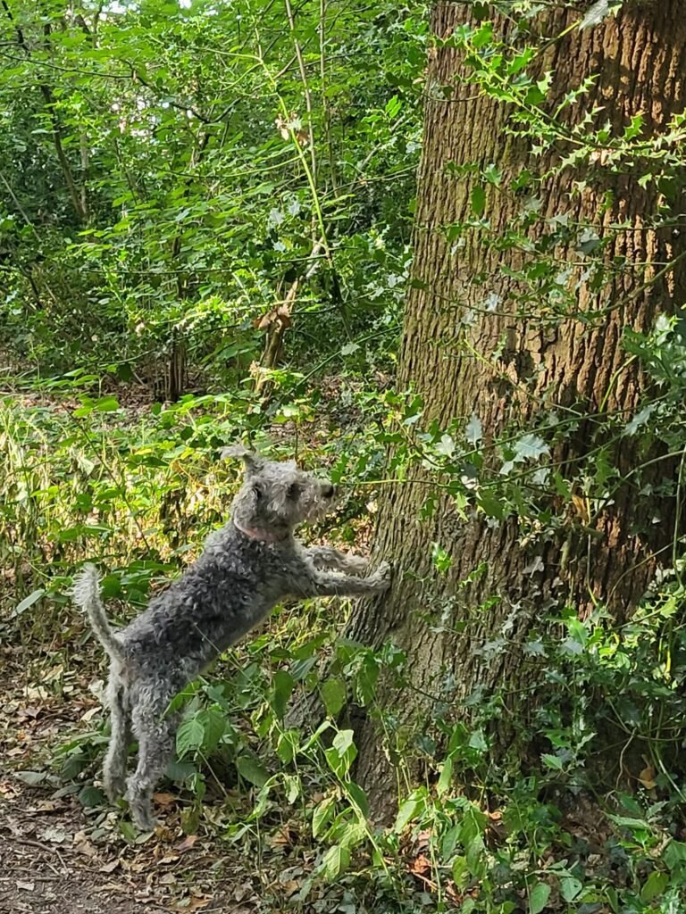 bedlington terrier quirks
