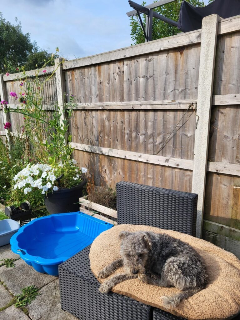 Summer Activities for Dogs at Home