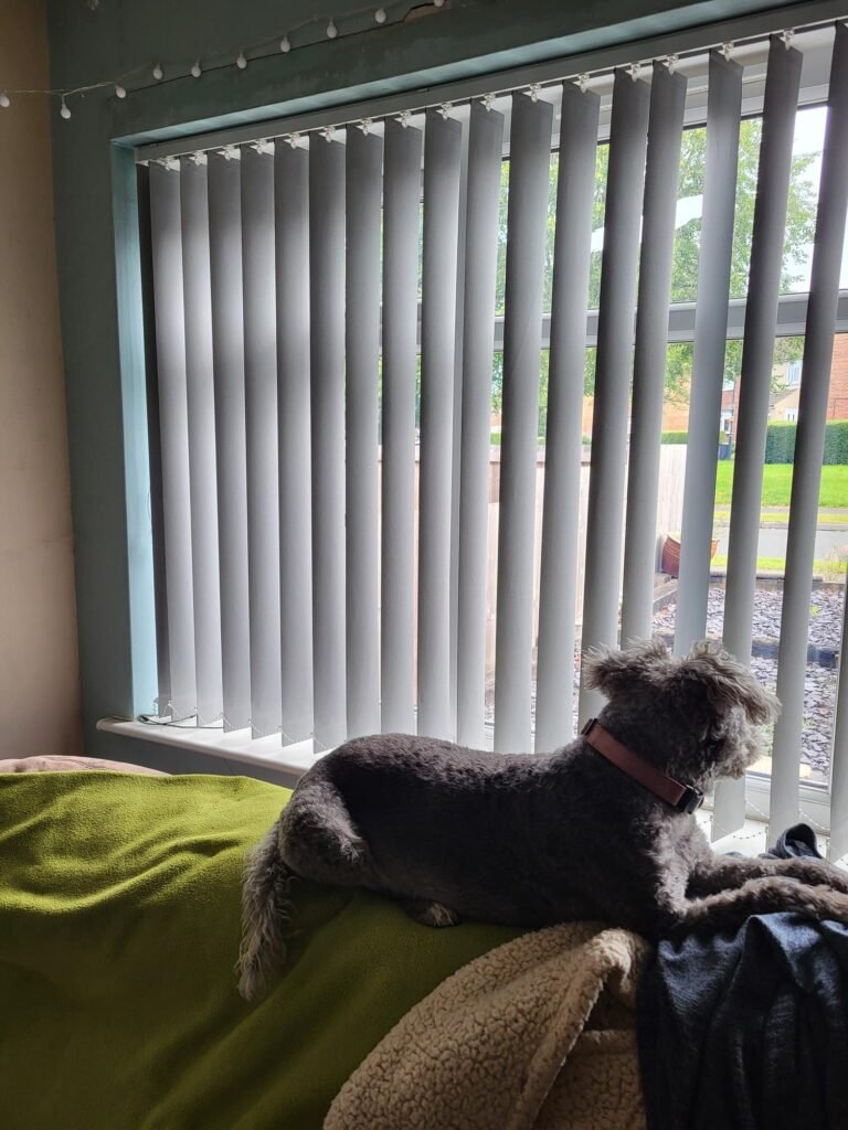 Summer Activities for Dogs at Home