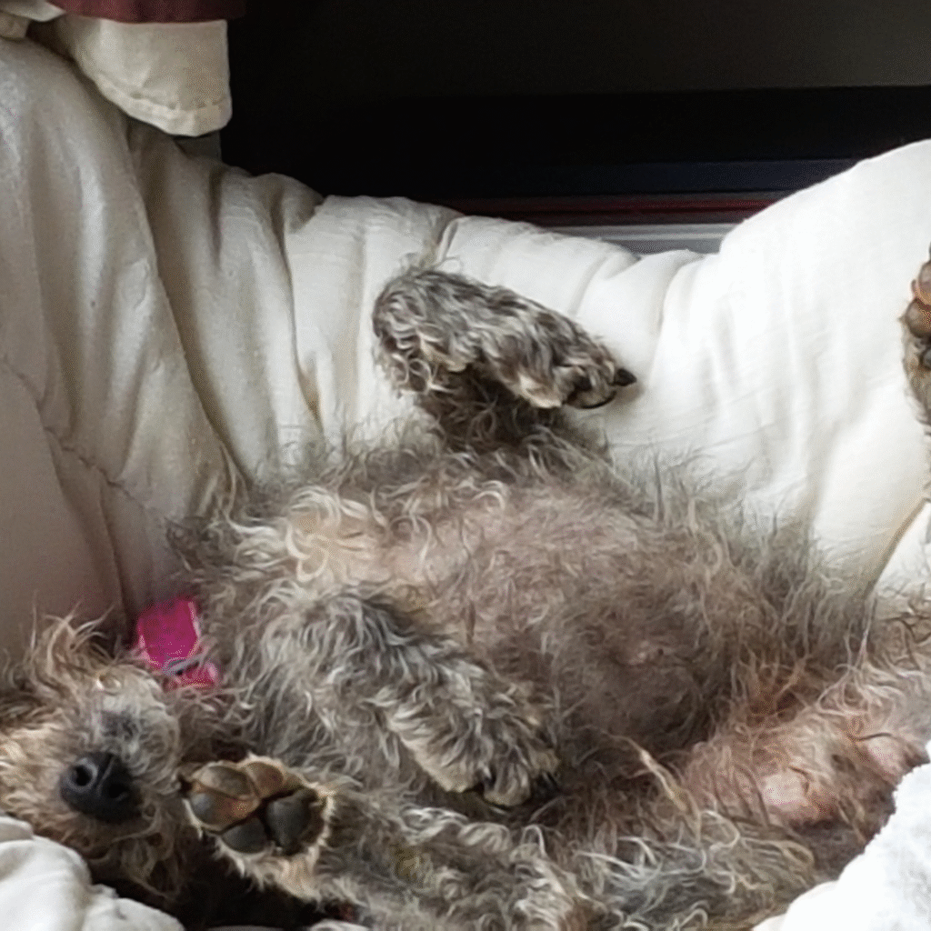 bedlington terrier quirks