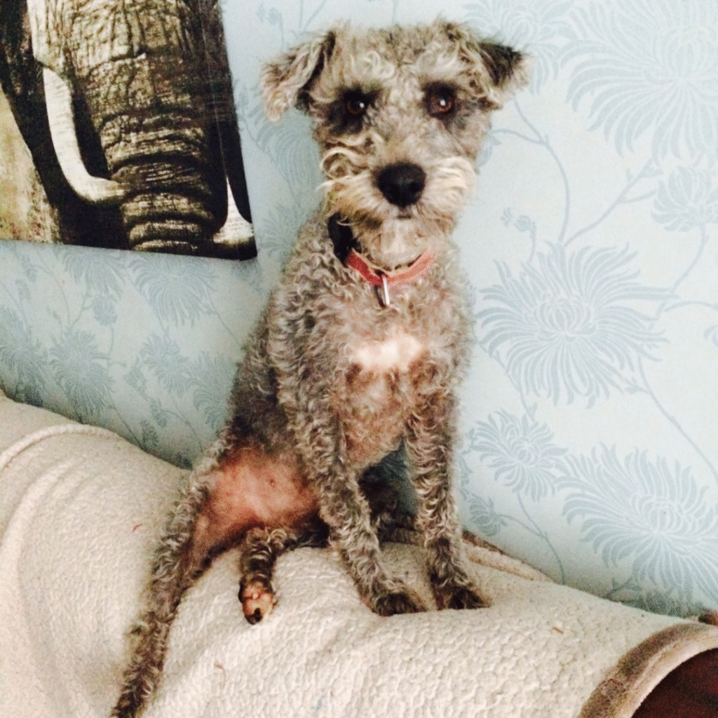 bedlington terrier quirks