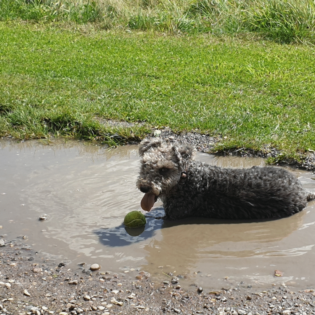 bedlington terrier quirks
