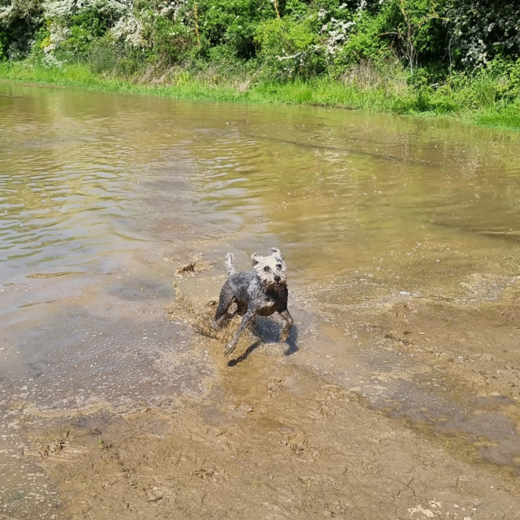 bedlington terrier quirks