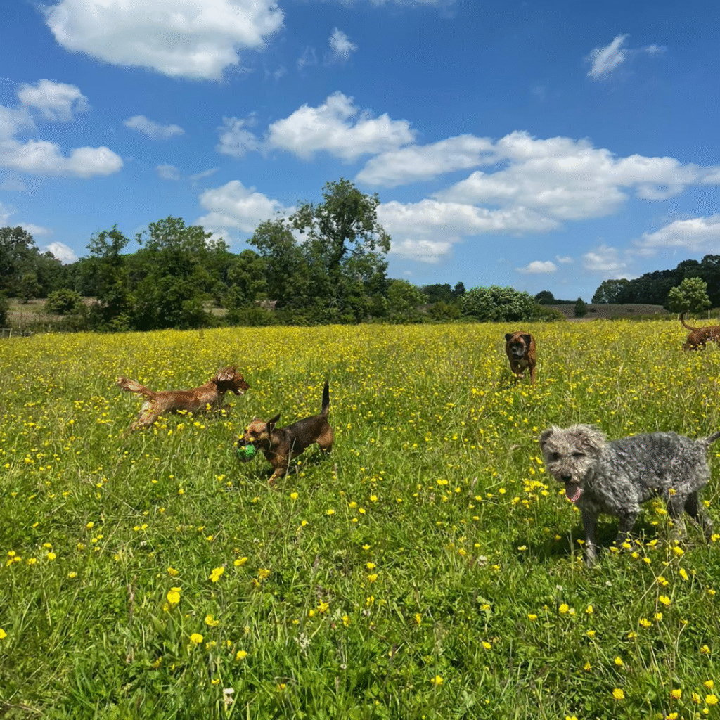 bedlington terrier quirks