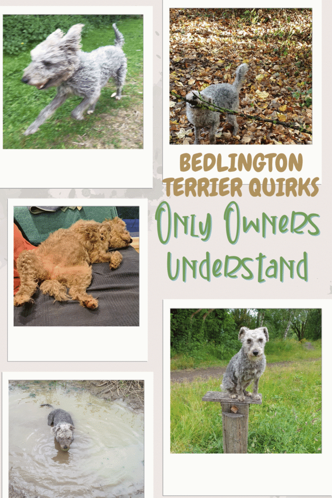 Collage of five photos showing Bedlington Terrier quirks including running at high speed, carrying large sticks, sleeping in unusual positions, sitting in muddy water, and perching on surfaces, with text overlay reading 'Bedlington Terrier Quirks Only Owners Understand'