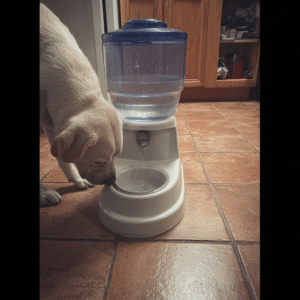 Dog Water Fountain